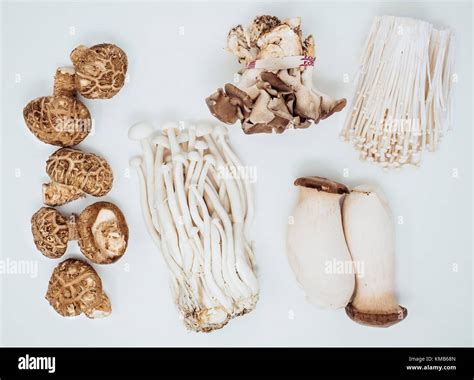 are oyster mushrooms similar to shiitake mushrooms
